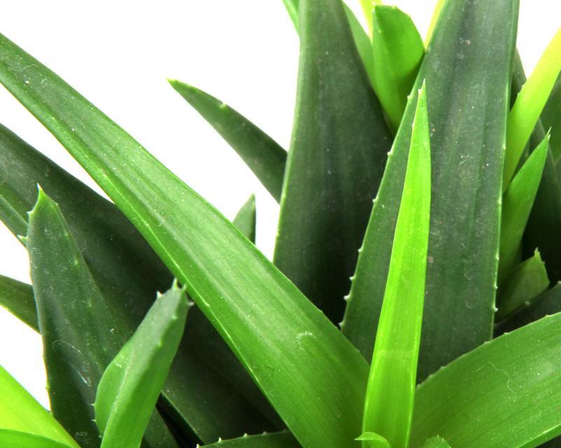 芦荟种子的外观特征是什么？如何正确识别？