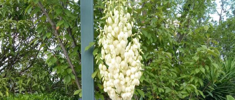 丝兰花语是什么？了解丝兰的象征意义和用途？