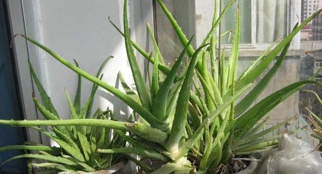 芦荟冬天怎么养护？温度和水分管理要点是什么？