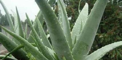 芦荟浇水频率是多少？几天浇一次水比较好？