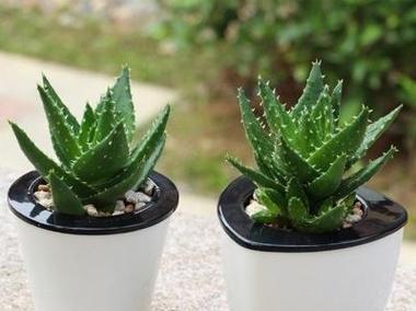 芦荟浇水频率是多少？几天浇一次水比较好？