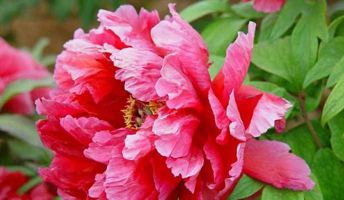 黄牡丹花代表什么？送黄牡丹花的寓意是什么？