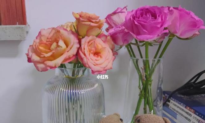 苏醒玫瑰花语是什么？如何表达爱意？