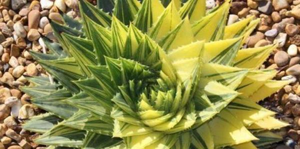 芦荟花语象征与寓意代表含义是什么？如何正确解读？