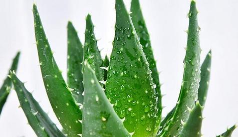 芦荟花语象征与寓意代表含义是什么？如何正确解读？
