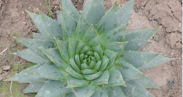 芦荟花语象征与寓意代表含义是什么？如何正确解读？