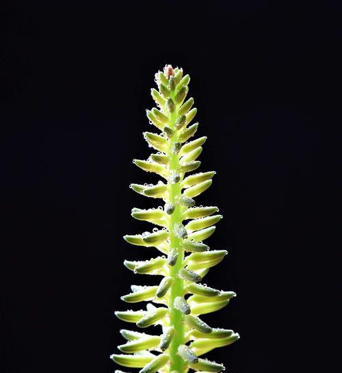 芦荟花养殖方法有哪些？如何养护才能使其茂盛？