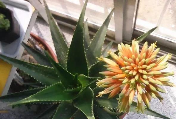 芦荟花怎么养殖好看？有哪些养殖技巧和注意事项？