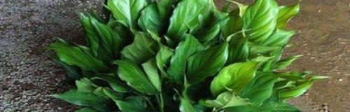 万年青代表的是什么花？万年青的花语和象征意义是什么？