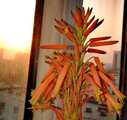 芦荟开花好吗？芦荟开花的风水寓意是什么？