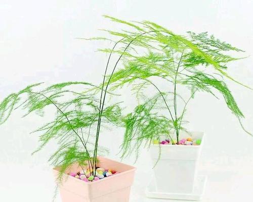 文竹花的寓意是什么？如何正确养护文竹花？