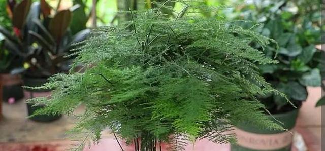 文竹花的寓意是什么？如何正确养护文竹花？
