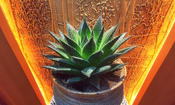 芦荟浇啤酒水真的好吗？正确浇水方法是什么？