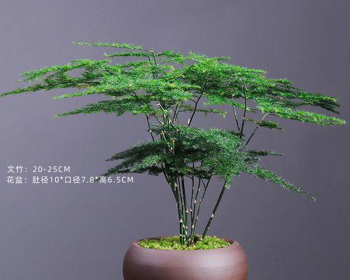 文竹花语是什么？了解文竹的寓意和象征意义？