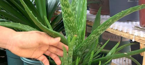 芦荟浇淘米水的正确方法？会有什么影响？