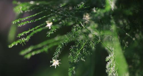 文竹开花代表什么？文竹开花的寓意有哪些？