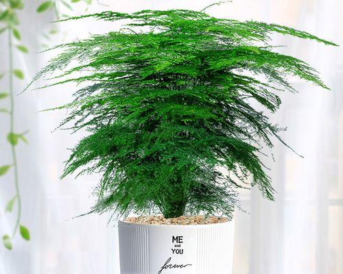 文竹寓意好吗？如何正确解读文竹的象征意义？