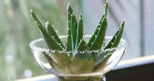 芦荟用水养可行吗？如何正确进行水培？
