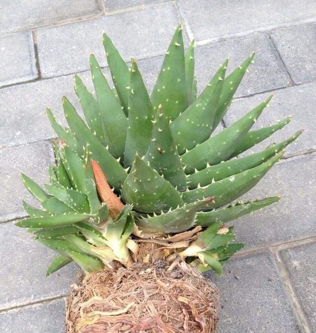 芦荟老桩如何养殖？养殖过程中需要注意哪些养护事项？