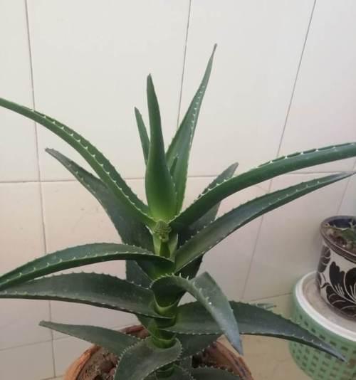 芦荟老桩如何养殖？养殖过程中需要注意哪些养护事项？