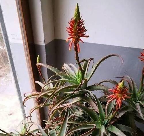 芦荟老桩如何养殖？养殖过程中需要注意哪些养护事项？