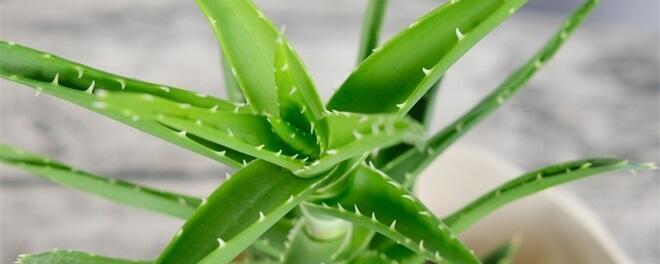 芦荟能吸收甲醛吗？室内植物除甲醛效果如何？