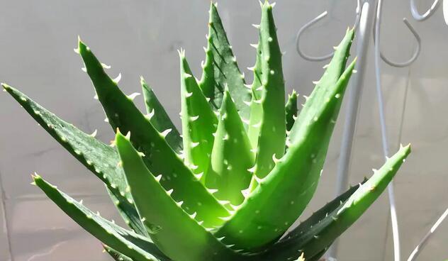 芦荟扦插的最佳时间是什么时候？具体操作步骤有哪些？