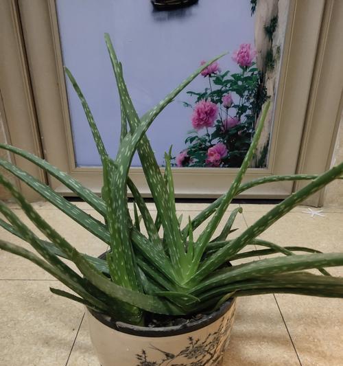 芦荟秋天养护方法是什么？如何确保芦荟健康过秋？