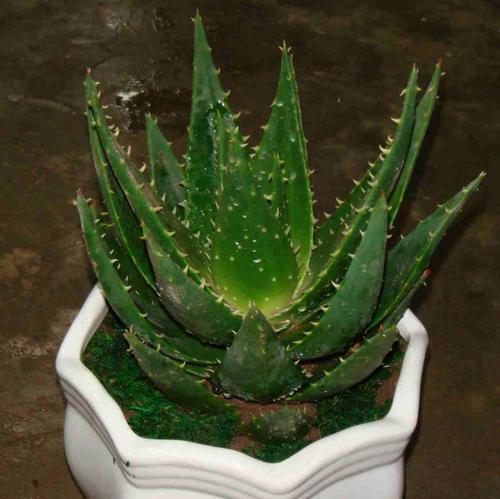 芦荟播种的最佳时间是什么时候？几月份种植最适宜？