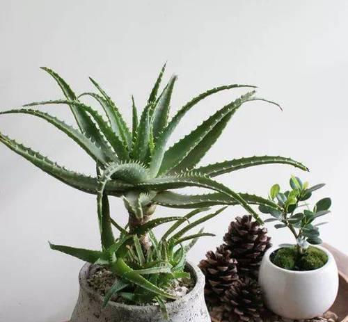 芦荟播种的最佳时间是什么时候？几月份种植最适宜？