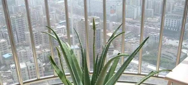 芦荟播种的最佳时间是什么时候？几月份种植最适宜？