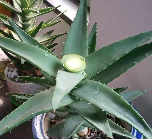 芦荟分株移植的最佳时机是什么时候？分株后如何护理？