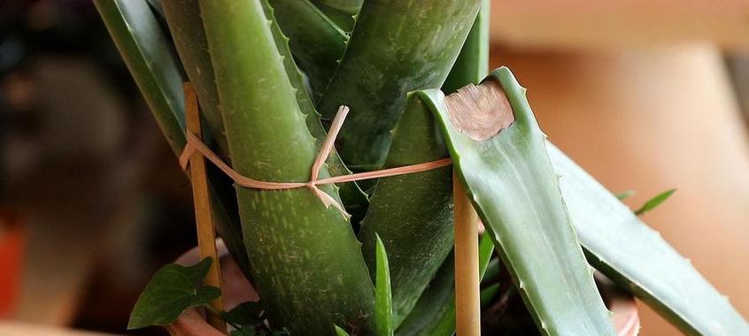 芦荟分株移植的最佳时机是什么时候？分株后如何护理？