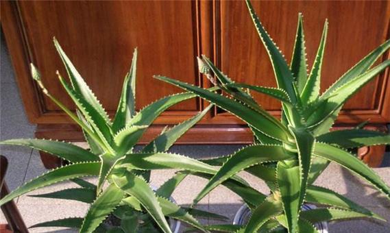 芦荟分株移植的最佳时机是什么时候？分株后如何护理？