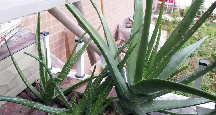 芦荟换盆的最佳时机是什么时候？换盆后如何护理？