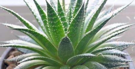 芦荟生长在哪里？全球分布情况及生长环境解析？