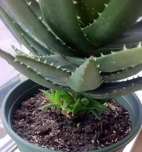 芦荟施什么肥最好？如何根据季节调整施肥方法？