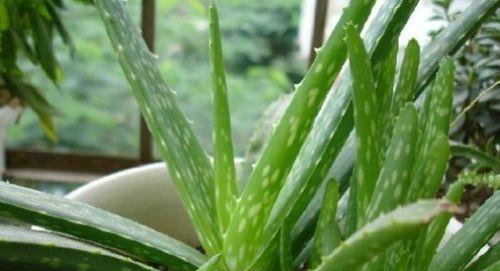 芦荟施什么肥最好？如何根据季节调整施肥方法？