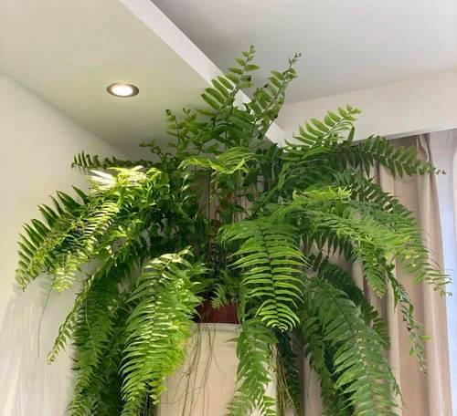 芦荟属于蕨类植物吗？芦荟的分类和特性是什么？