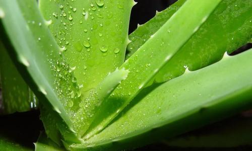 芦荟属于蕨类植物吗？芦荟的分类和特性是什么？