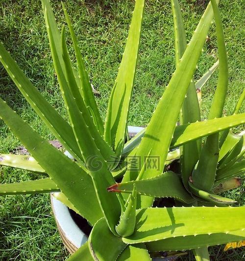 芦荟是什么植物？它有哪些神奇的功效和用途？