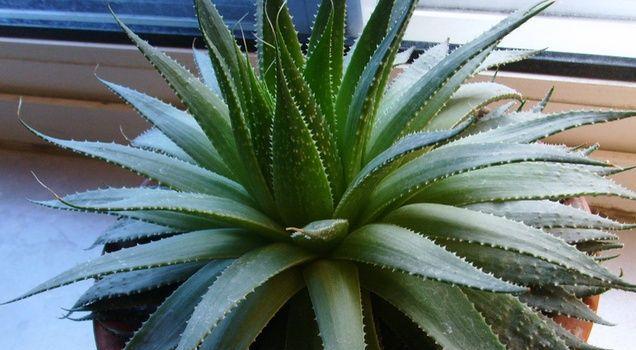 芦荟是植物吗？它属于哪种类型的多年生常绿植物？