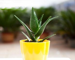 芦荟是植物吗？它属于哪种类型的多年生常绿植物？