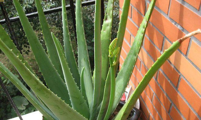 芦荟是植物吗？它属于哪种类型的多年生常绿植物？