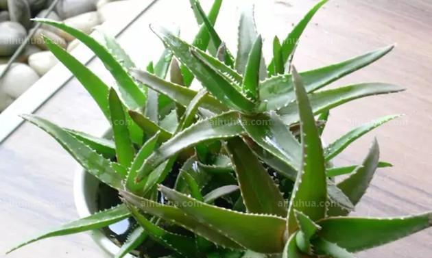 芦荟属于什么植物类型？它的分类和特点是什么？