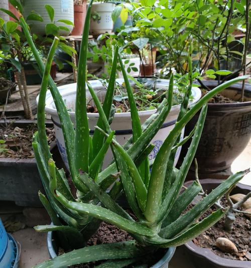芦荟属于什么植物类型？它的分类和特点是什么？