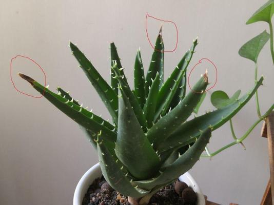 芦荟徒长了怎么办？如何修剪和恢复健康生长？