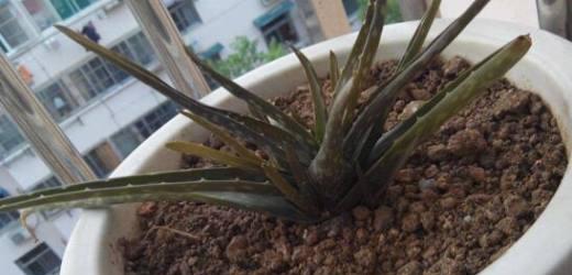 芦荟徒长了怎么办？如何修剪和恢复健康生长？