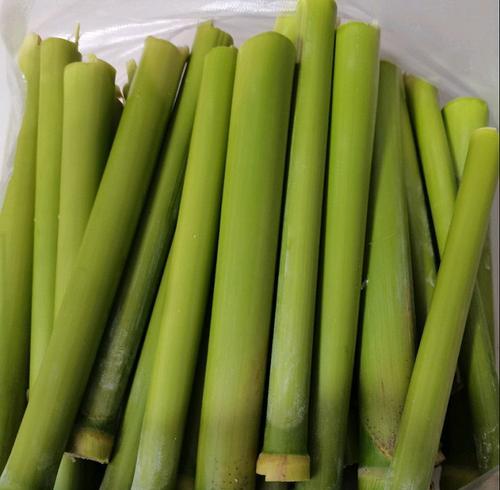 芦粟的性质是什么？热性还是凉性？