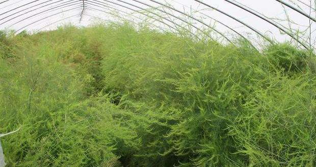 芦笋几月份种植最合适？如何确保高产？